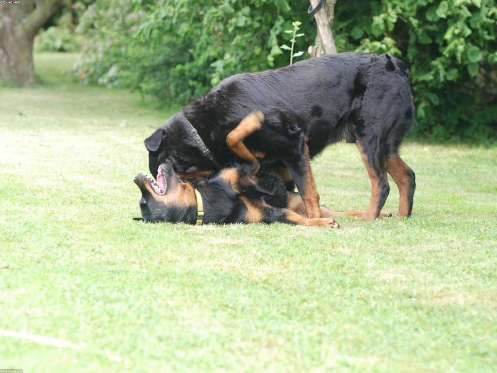 យុទ្ធសាស្ត្រនៃការលេងដើម្បីជោគជ័យ